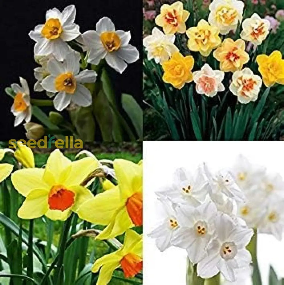 Premium Mixed Daffodil Flower Seeds For Garden Planting