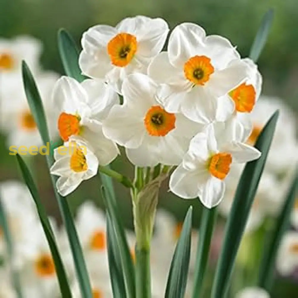 Premium Mixed Daffodil Flower Seeds For Garden Planting