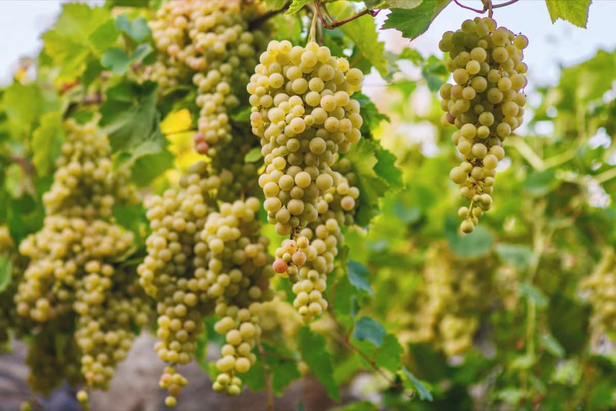 Premium Muscat Grape Seeds Easy Growing Fruit Vines