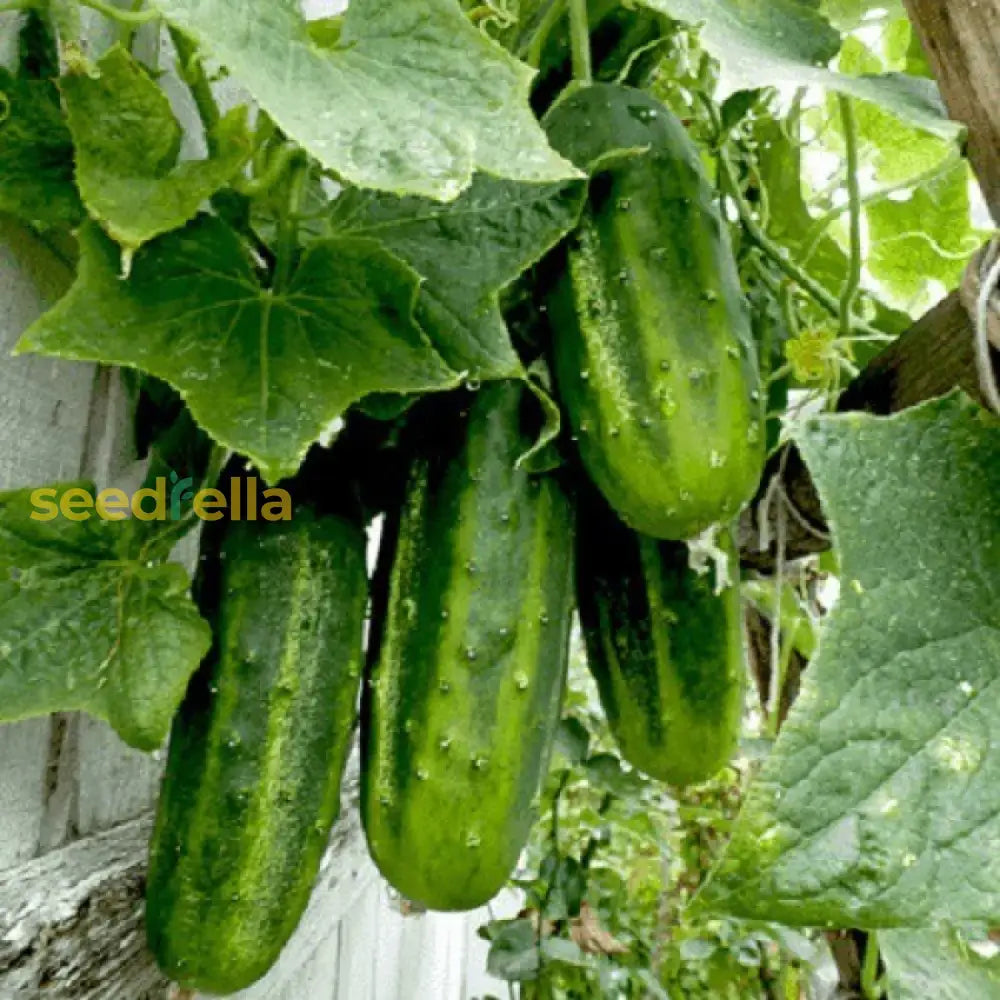 Premium octopus cucumber planting seeds with strong germination
