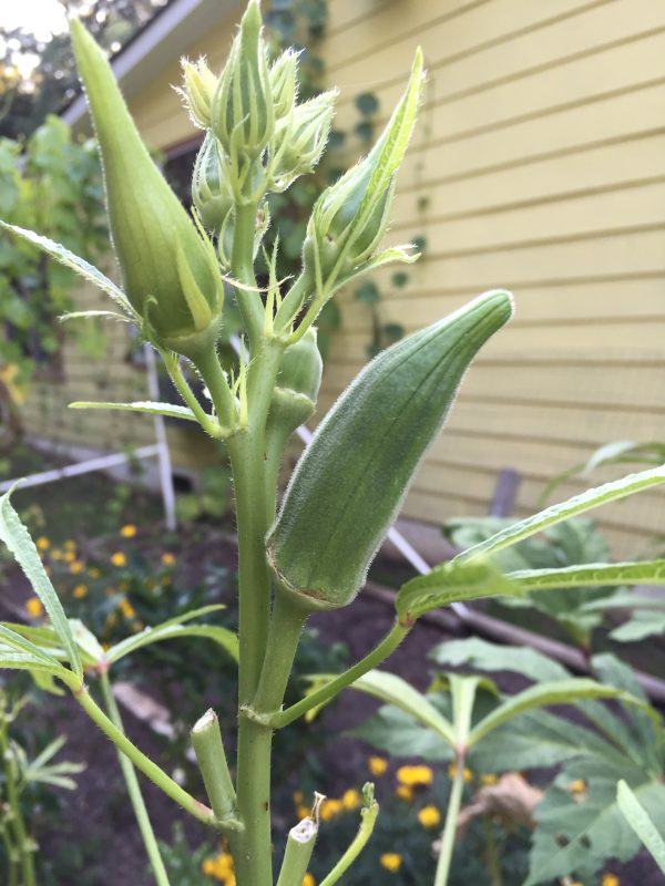 Premium okra Abelmoschus seeds for warm season gardening