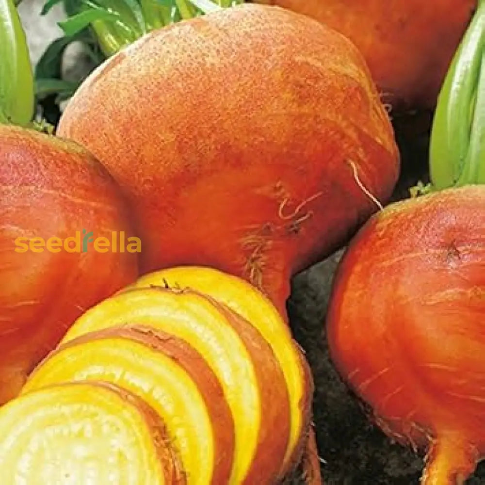 Premium Orange Beet seeds high germination