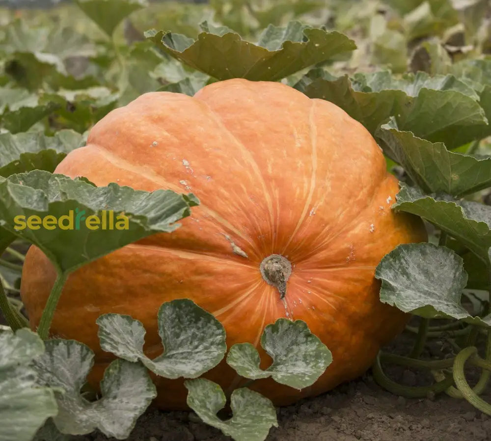 Premium Orange Giant Pumpkin Seeds Vegetable Seeds