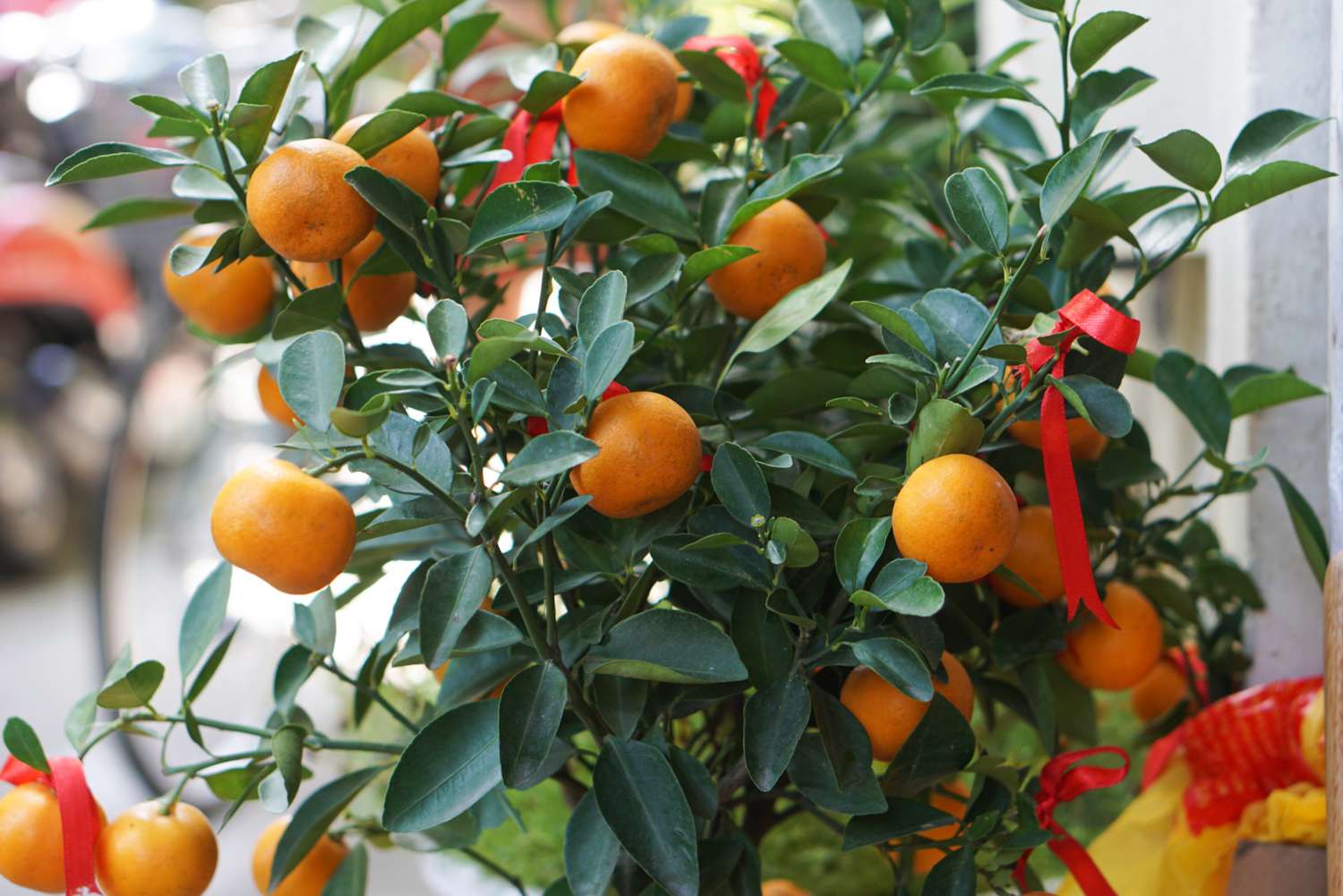 Orange Tree Growing in Garden, Healthy Tree with Vibrant Oranges Ready for Harvest