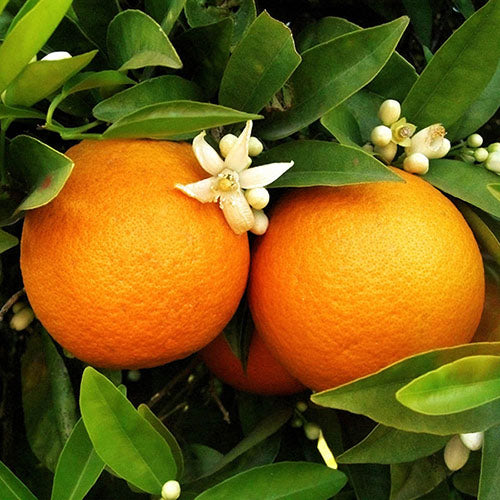 Premium Orange Planting Seeds for Vibrant Growth, Step-by-Step Guide for Growing Sweet, Juicy Oranges