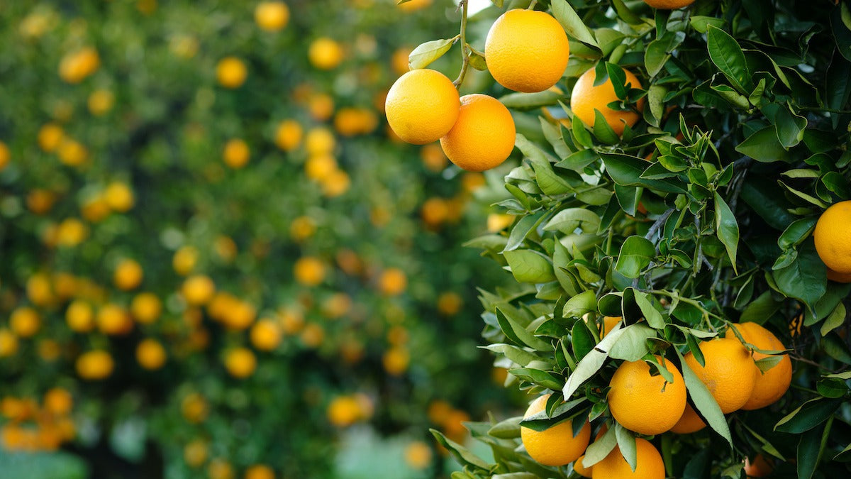 Step-by-Step Guide for Planting Premium Orange Planting Seeds in Your Garden