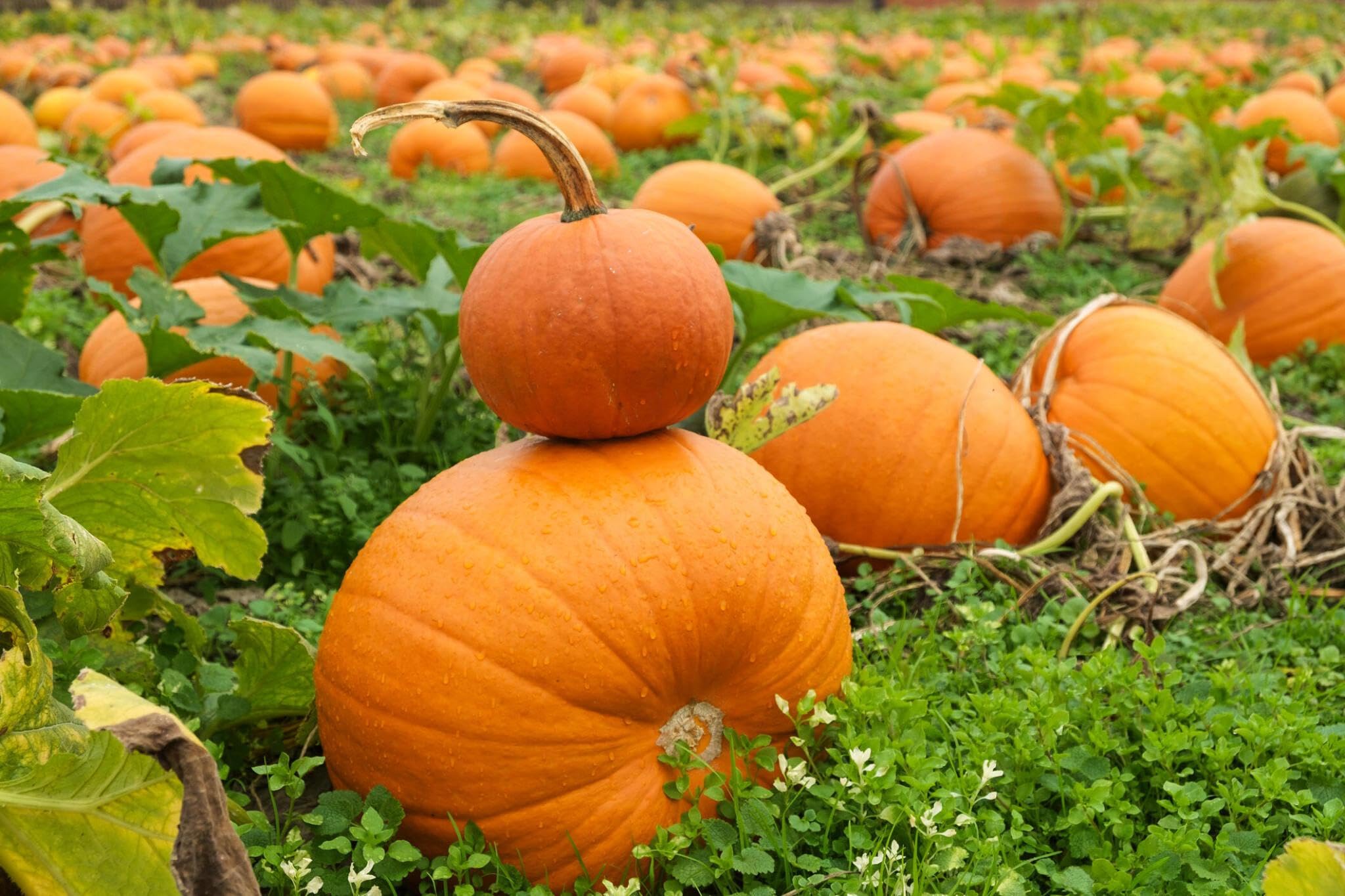 Premium Orange Pumpkin seeds high yield variety