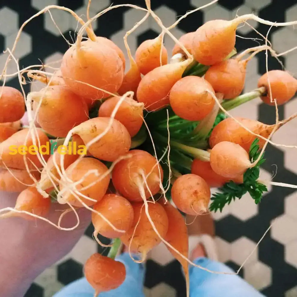 Premium Parisian Carrot Seeds  Ideal For Planting