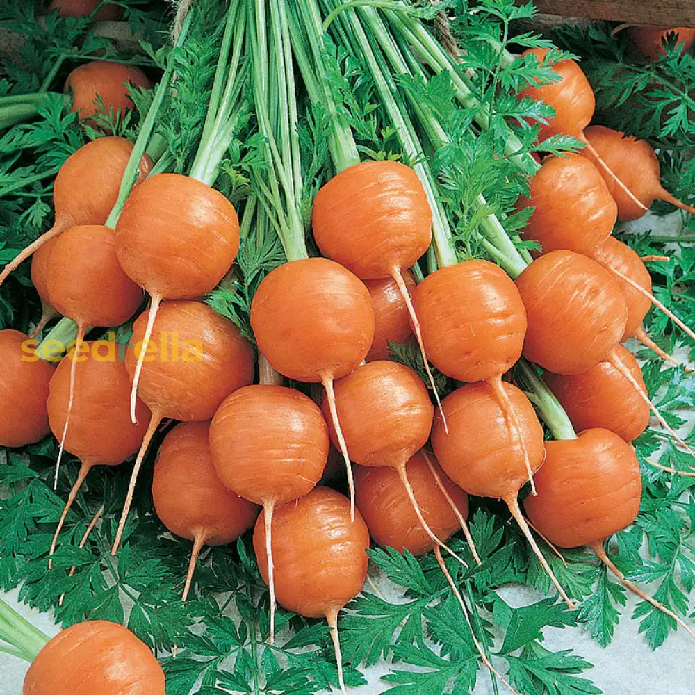 Premium Parisian Carrot Seeds  Ideal For Planting