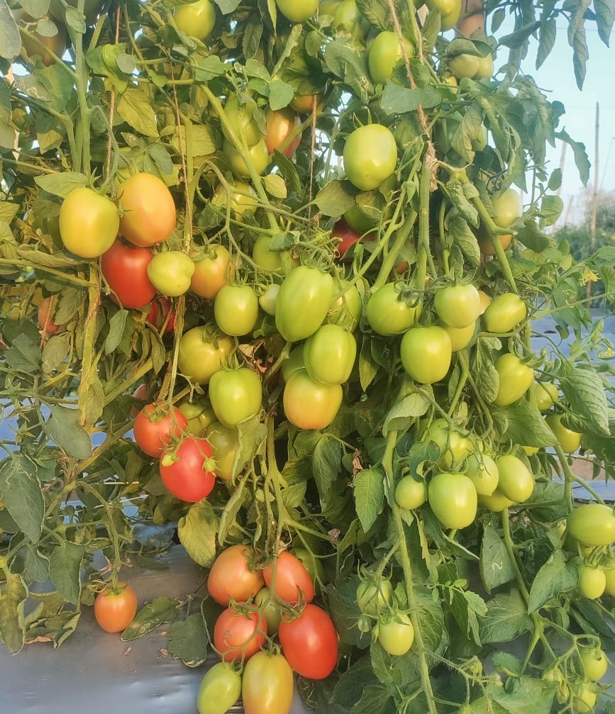 Premium parrot green tomato planting seeds for gardeners