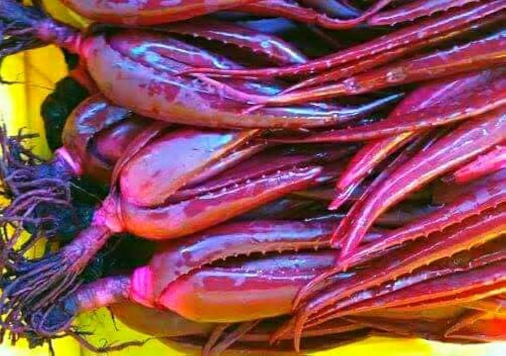 Premium Pink Aloe Vera Seeds for Indoor and Outdoor Planting