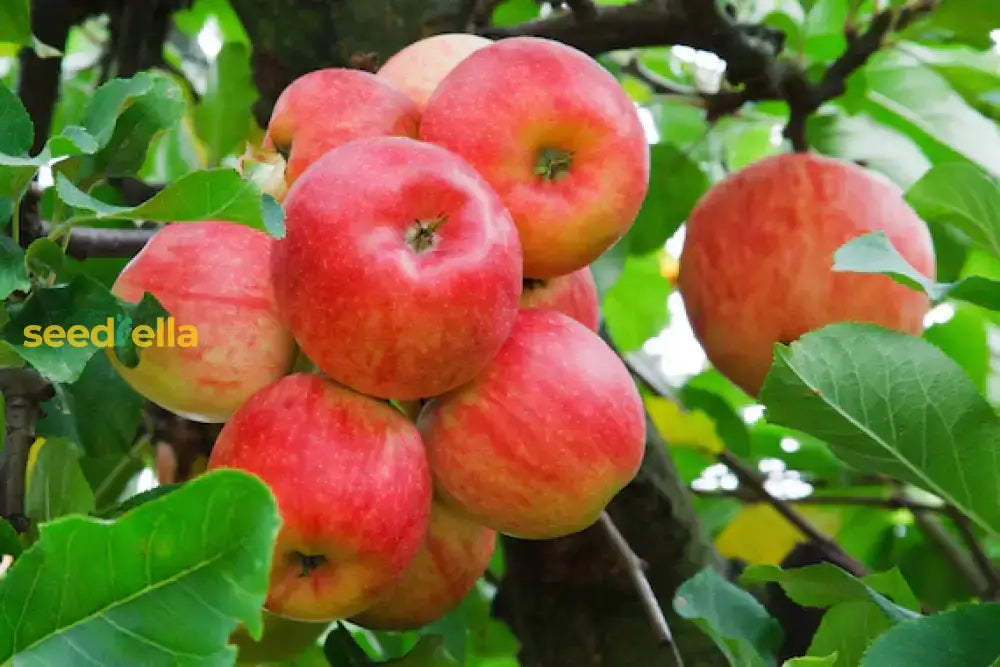 Premium Pink Apple Tree Seeds For Planting - Grow Your Own Delicious Apples Fruit