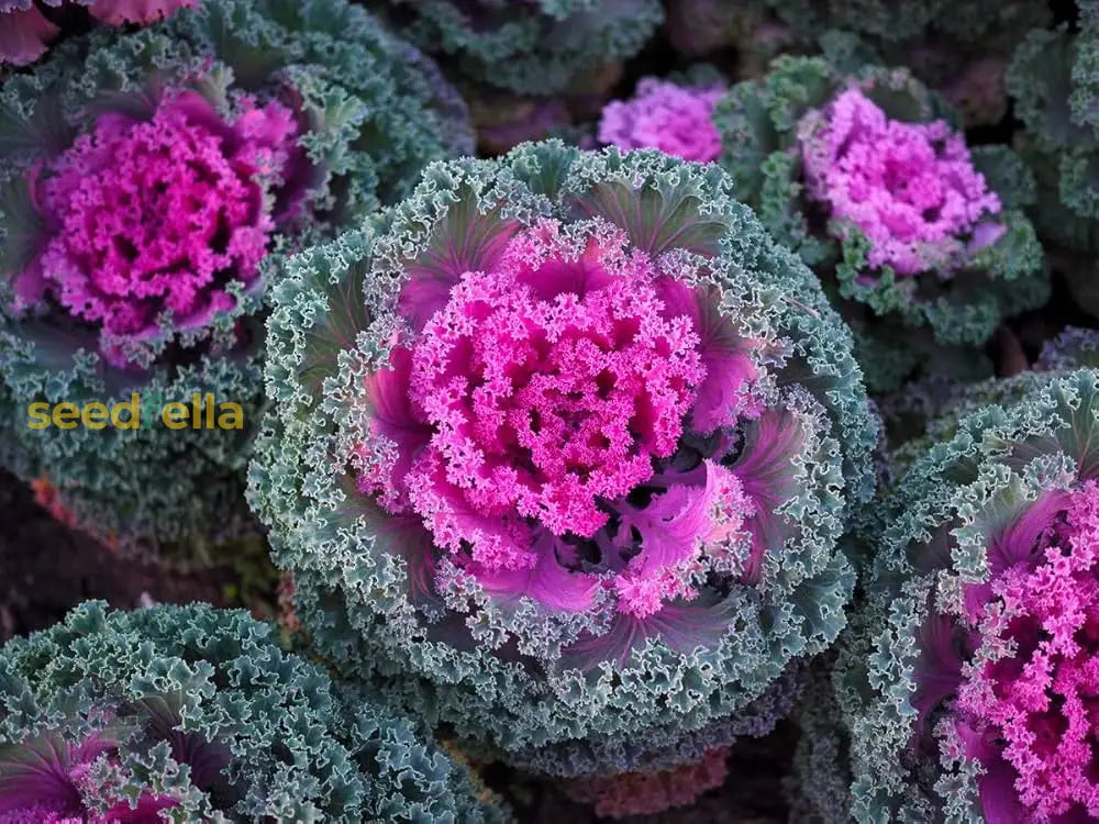 Premium pink kale seeds high germination