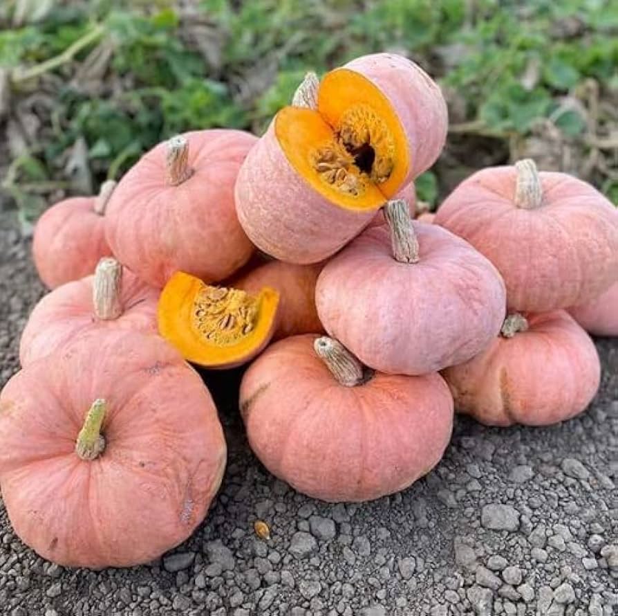 Premium pink pumpkin seeds high yield variety