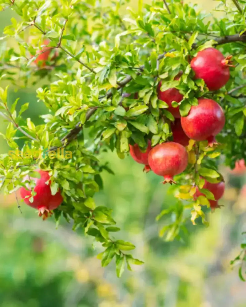 Healthy Pomegranate Tree in Garden, Growing Dark Red Pomegranates in Sunlight