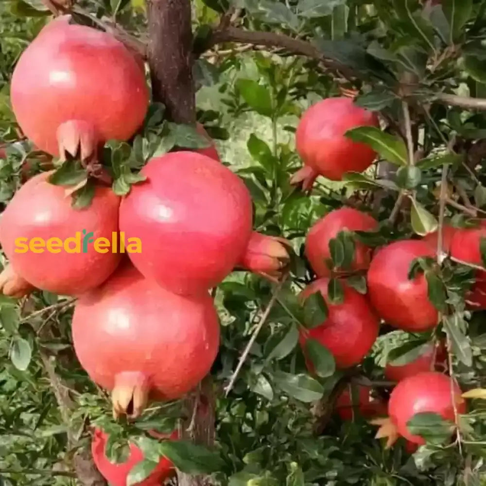 Premium Pomegranate Fruit Seeds  Grow Dark Red Variety