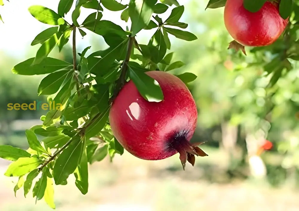 Step-by-Step Guide for Planting Premium Pomegranate Seeds in Your Garden