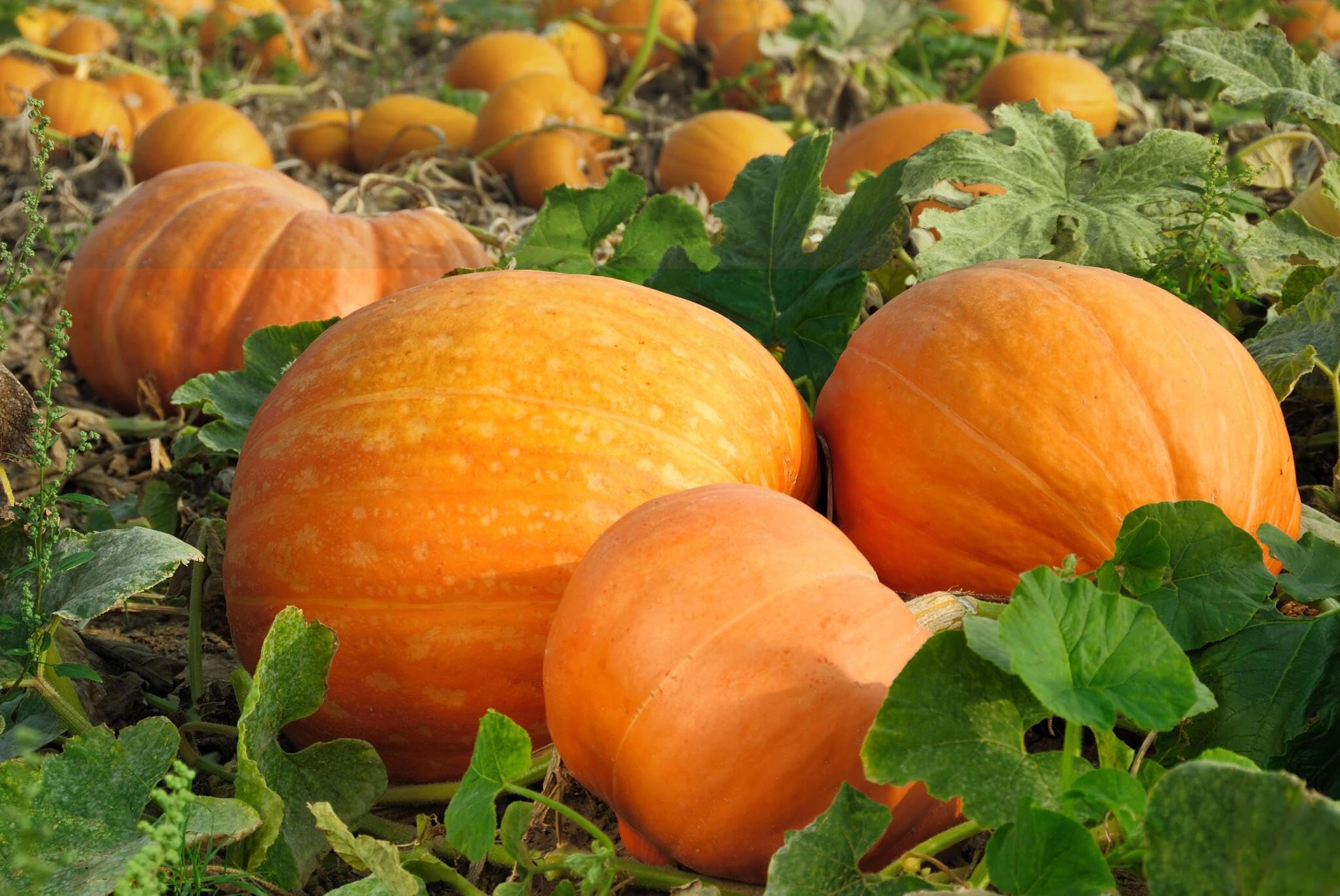 Premium multi shade pumpkin seeds for home gardens