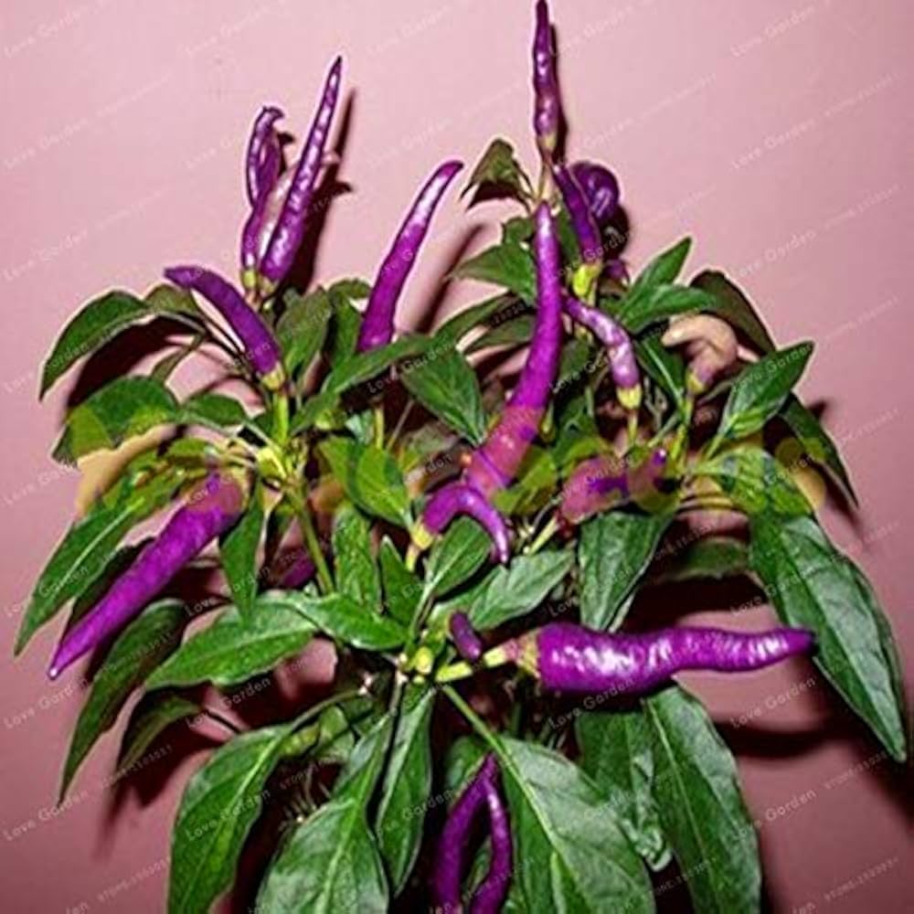 Premium Purple Pepper seeds for home vegetable gardens