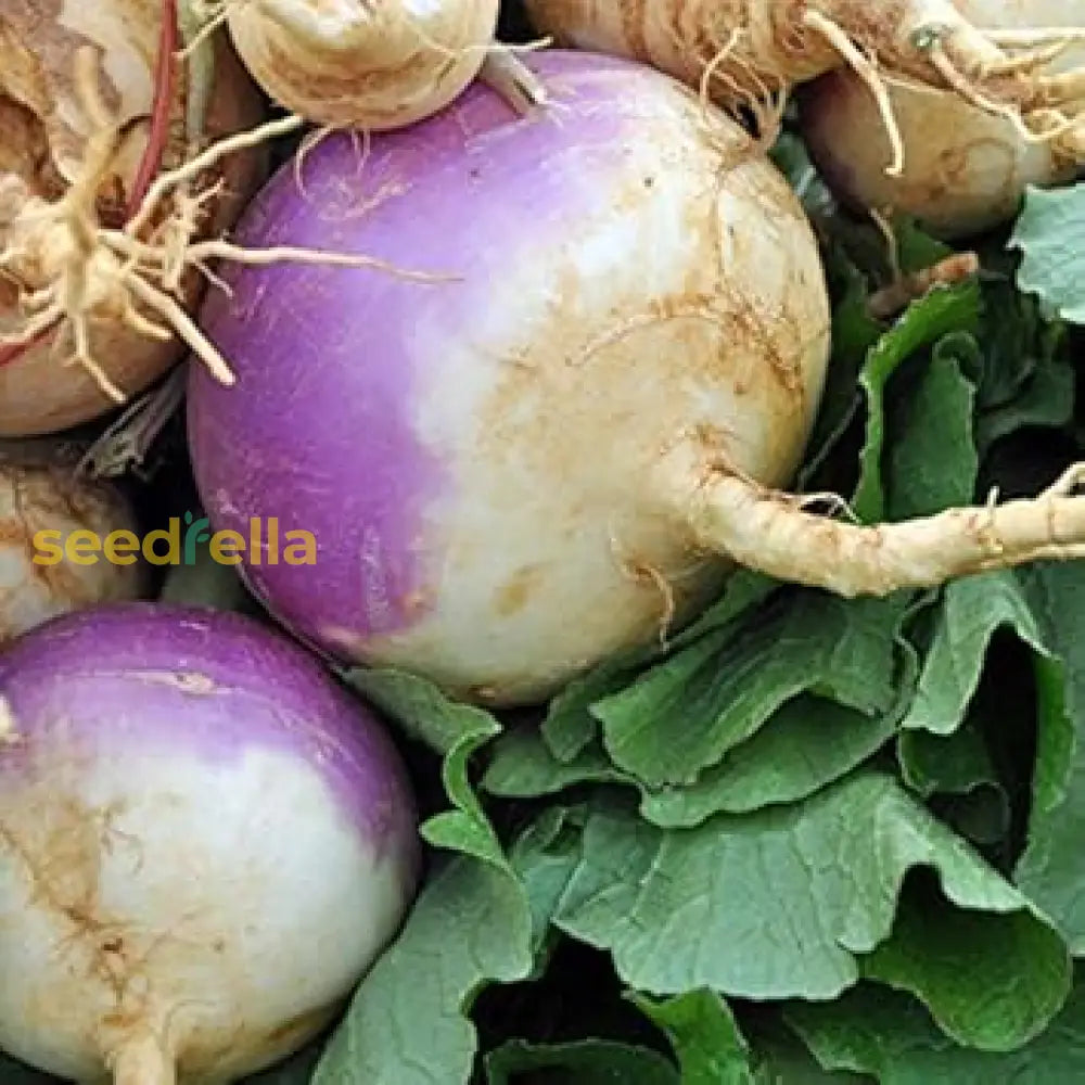 Premium Purple Rutabaga seeds high germination