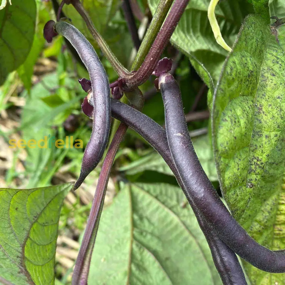 Premium Purple Stallard Bean seeds high germination