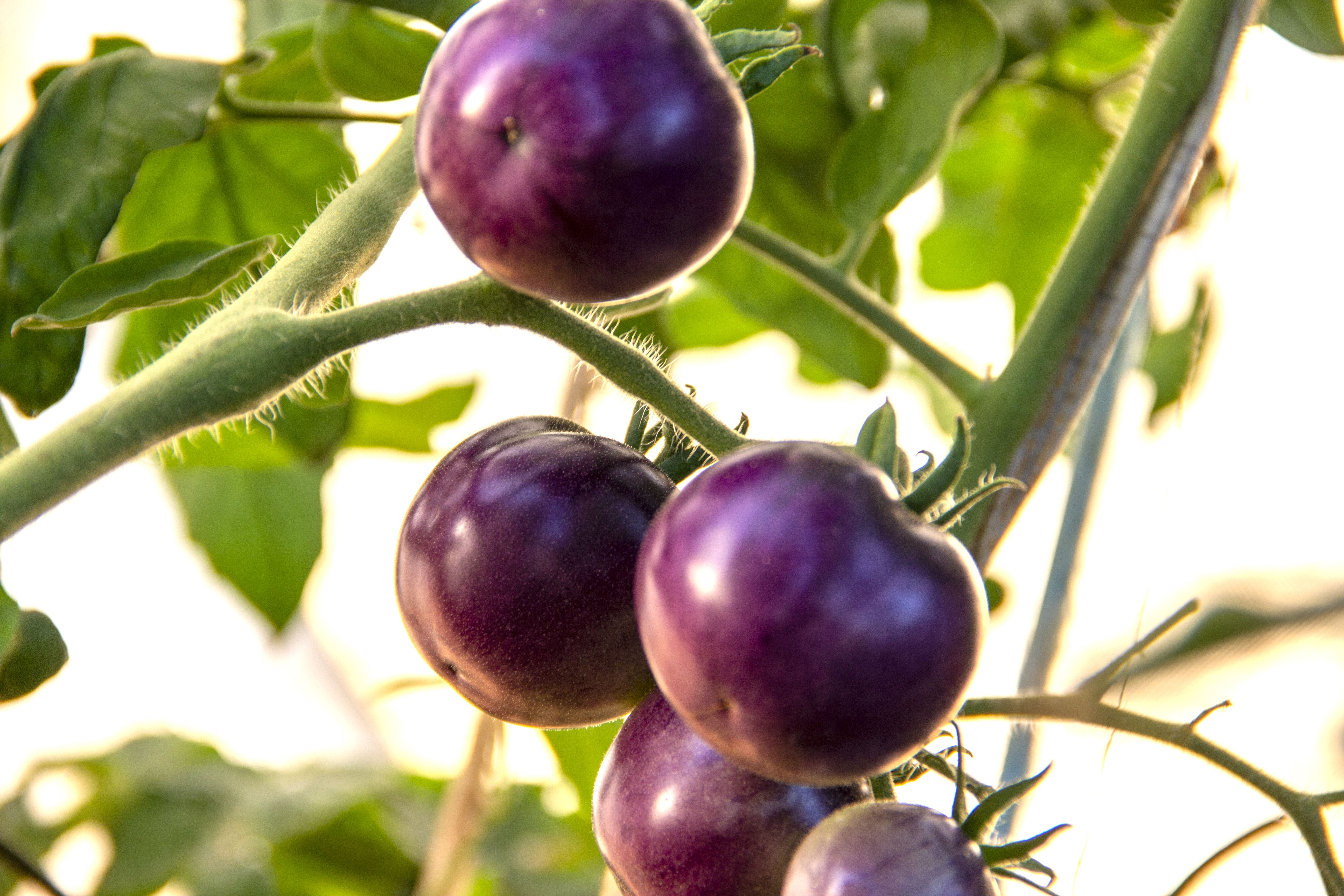 Premium purple tomato seeds for warm season growing
