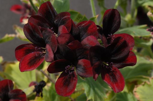 Non-GMO Geranium seeds for home gardening