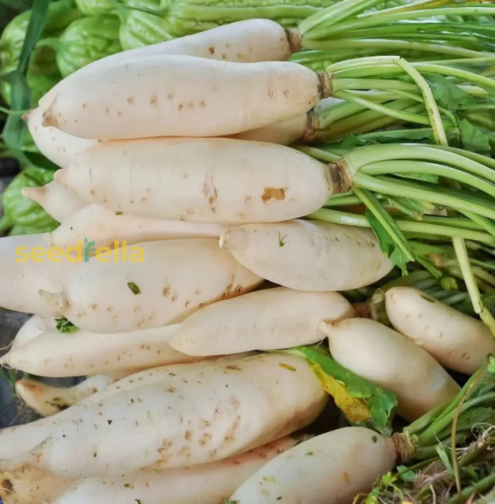 Premium radish planting seeds with fast germination