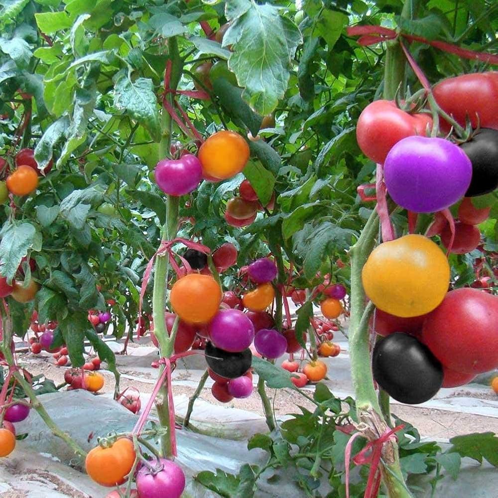 Premium planting guide for rainbow tomato seeds