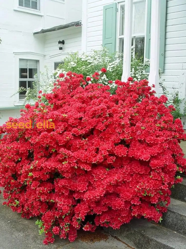 Premium Red Azalea Seeds For Planting Flower