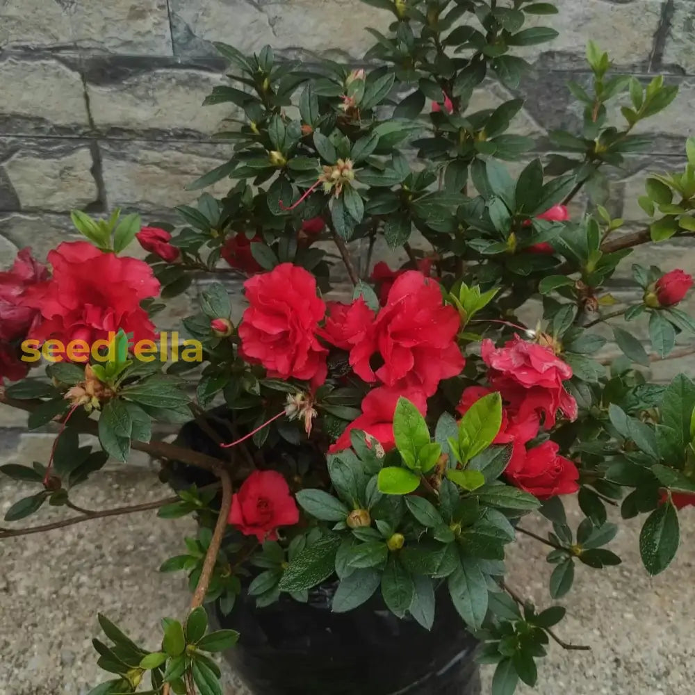 Premium Red Azalea Seeds For Planting Flower