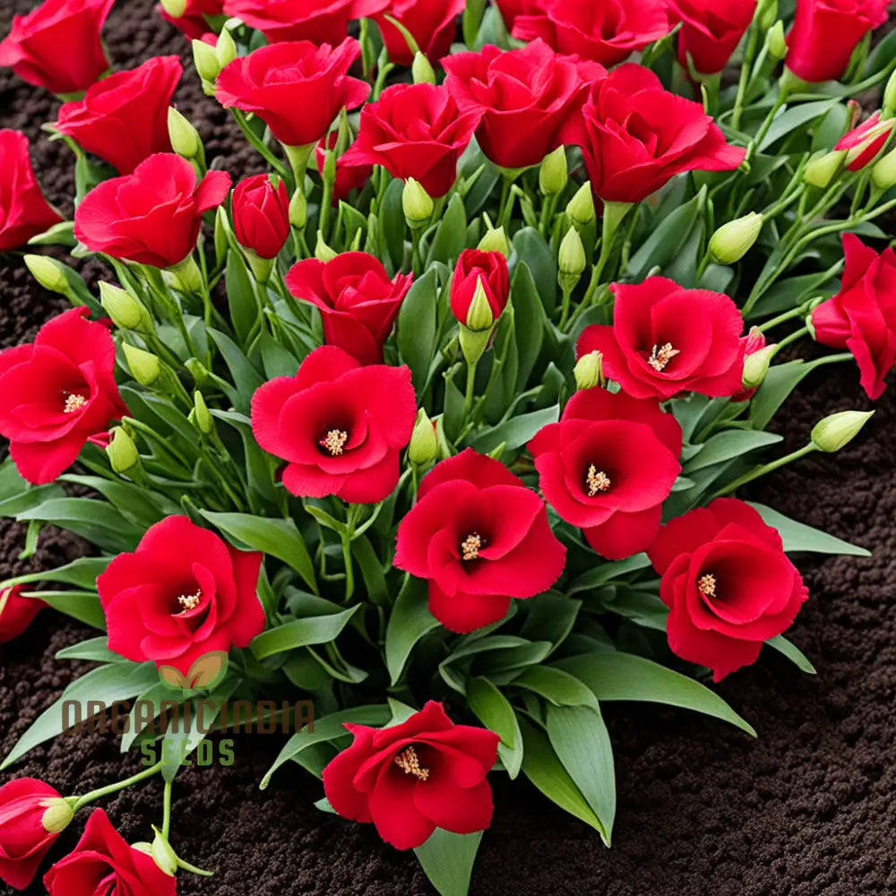 Lisianthus Red Flower seeds for Planting - Wildflower Mix, Heirloom & GMO Free Seeds for Home Garden
 
 Sale seeds for planting in home garden
