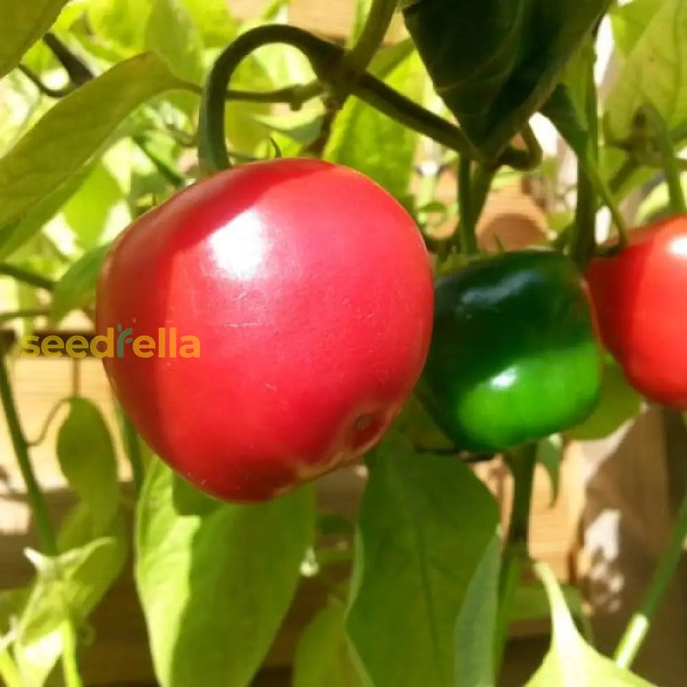 Rocoto Rd Coaster Pepper Seeds – Red Giant Rocoto Variety for Planting