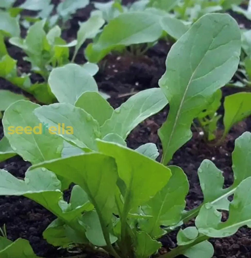 Premium Rocket garden seeds for home planting