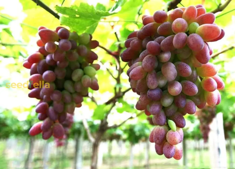 Premium Seedless Grape Seeds Easy Growing Vines