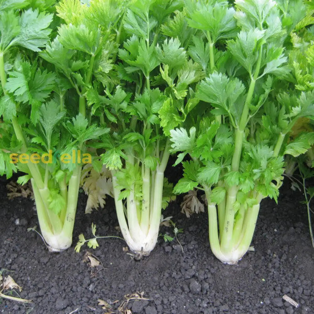 Premium Smallage Celery seeds for home garden planting