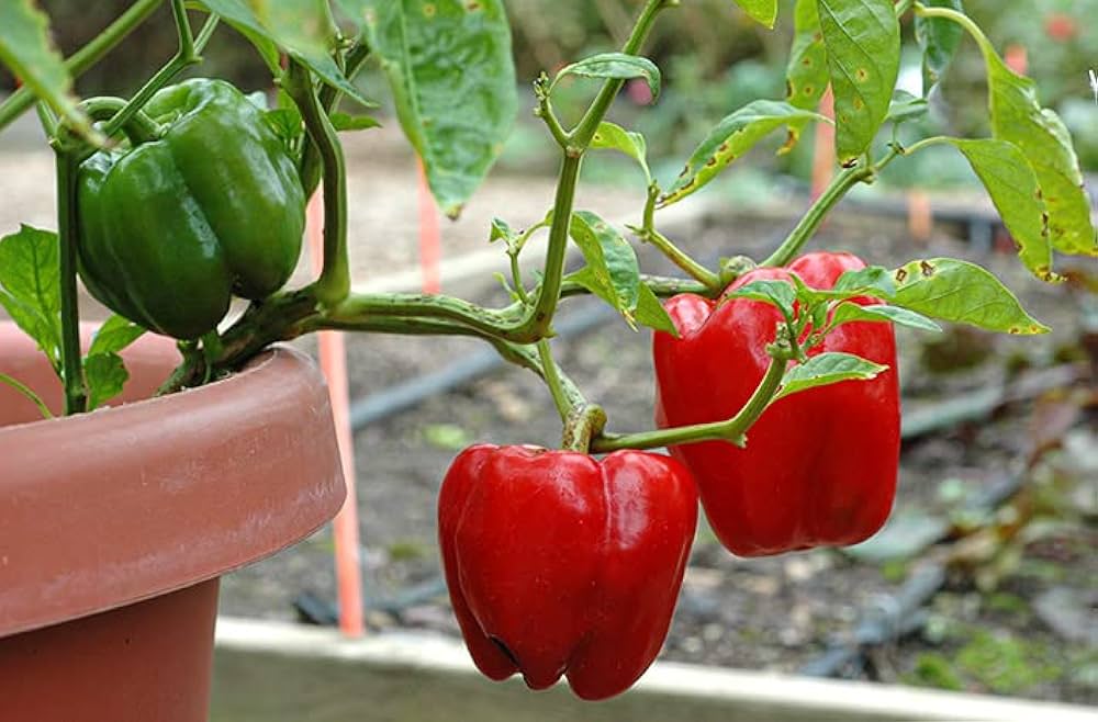 Premium Sweet Crunch Bell Pepper seeds for home gardening