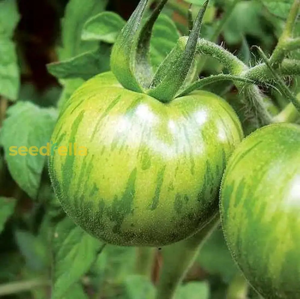 Premium Tomate Cebra planting seeds for productive gardens