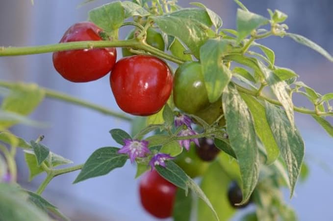 Premium Ulupica pepper seeds with spicy flavor