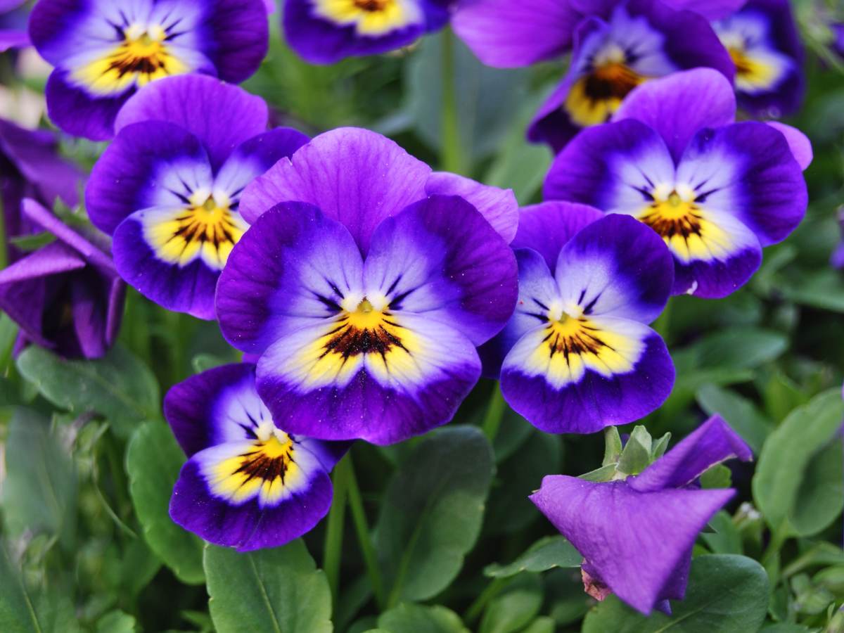 Premium Violet Garden Seeds