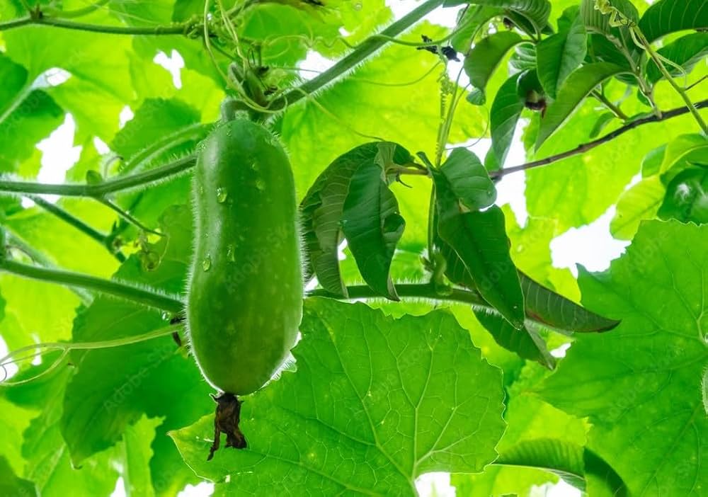 Premium wax gourd seeds pack for planting