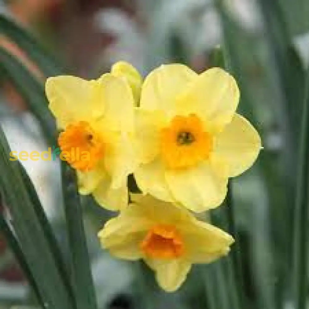 Premium White Daffodils Flower Seeds For Easy Planting