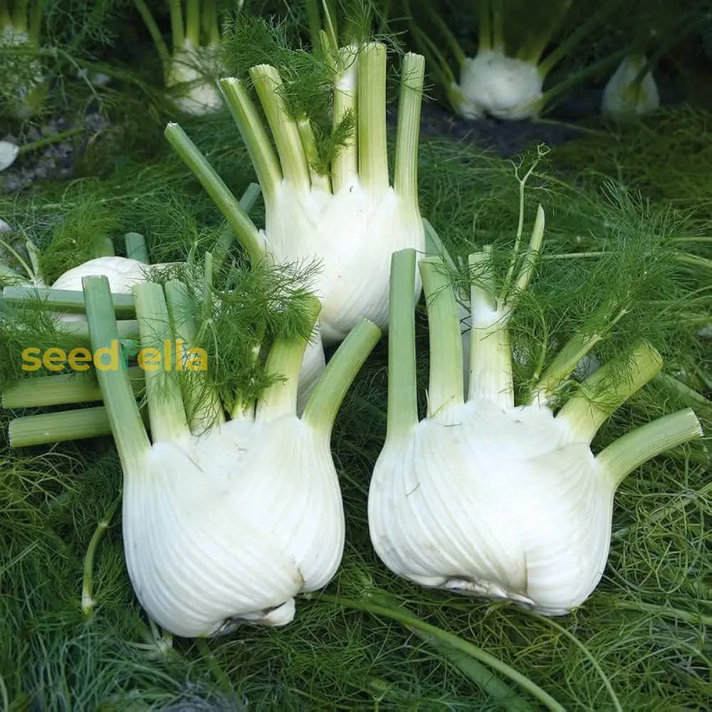 Premium white fennel seeds high germination
