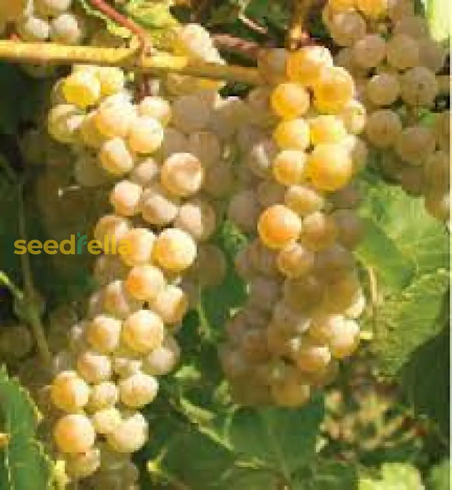 Premium White Grape Muscat Seeds For Planting - Grow Sweet Grapes At Home Fruit