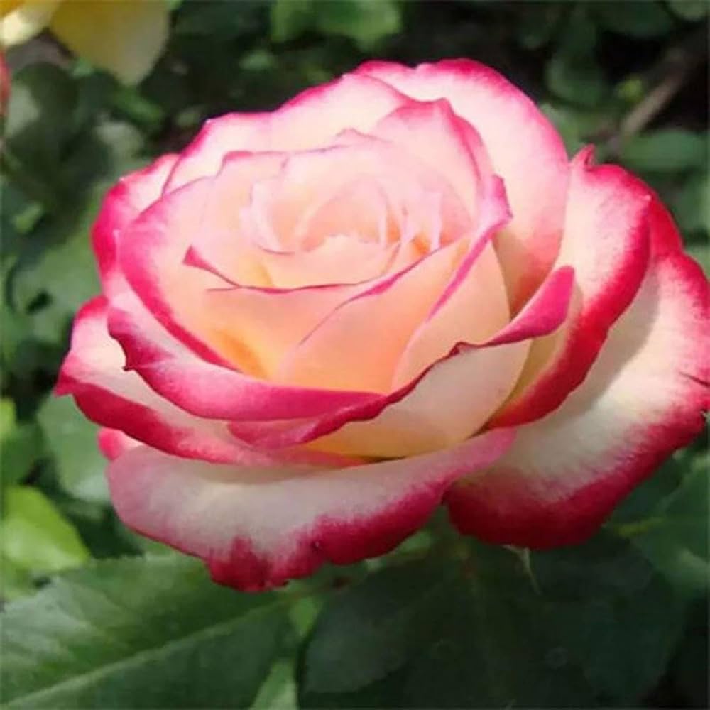 Premium White Red Rose Variety Seeds for Pots and Borders