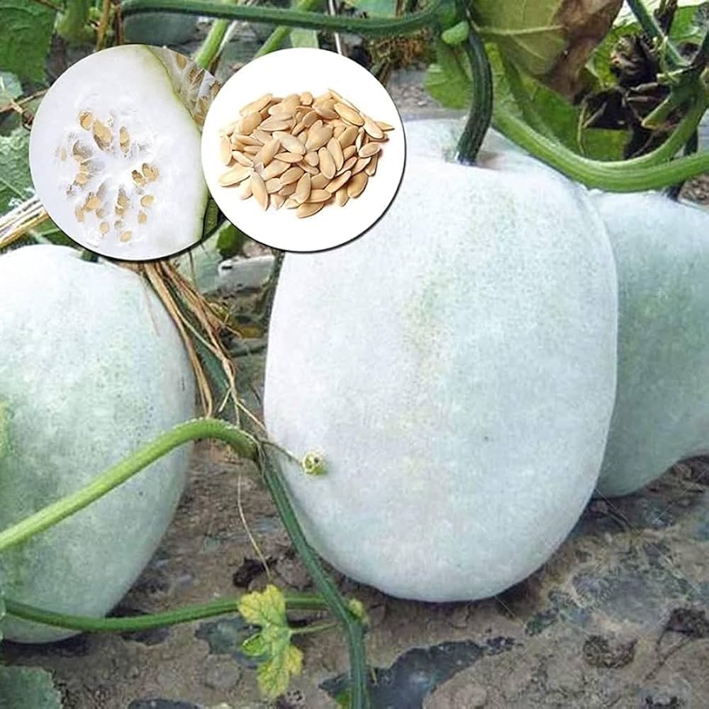 Premium winter melon planting seeds for gardeners