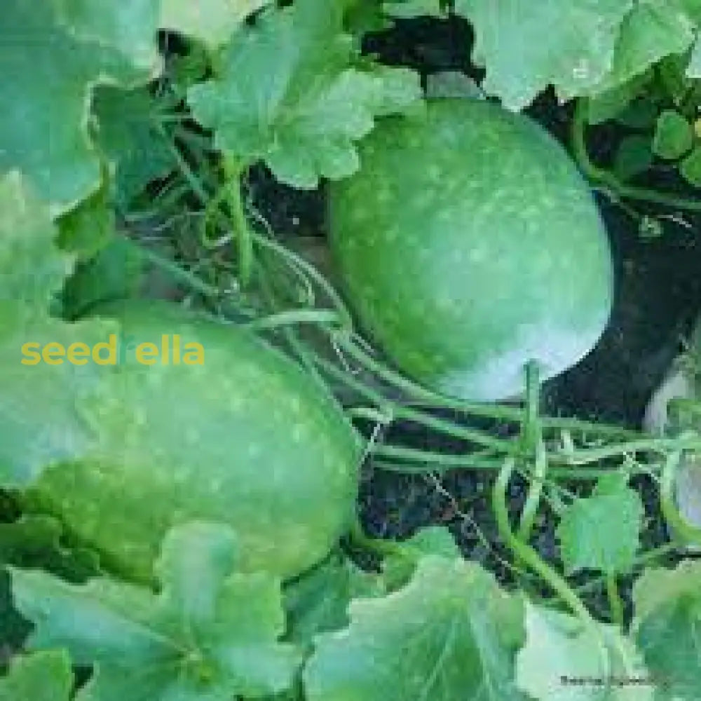 Premium Winter Melon Seeds For Planting Vegetable Seeds