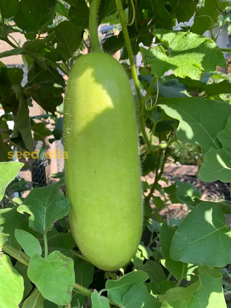 Premium Winter Melon Seeds For Planting Vegetable Seeds