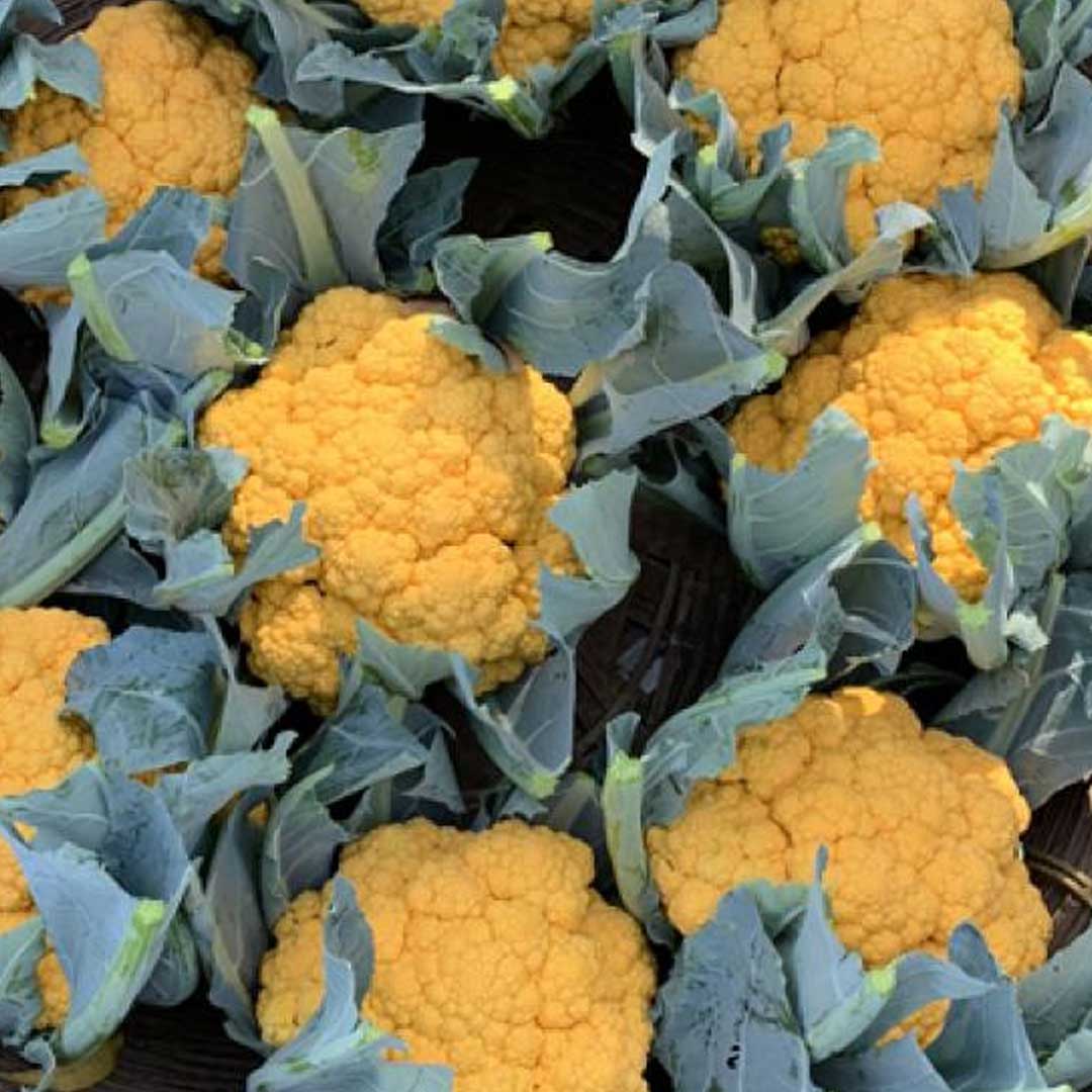 Premium yellow cauliflower planting guide