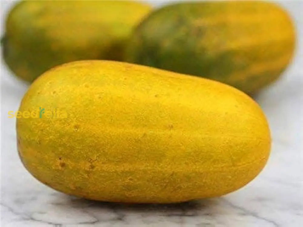 Premium yellow cucumber planting seeds for gardeners
